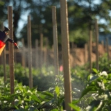 Na listovima paprike pojavile su se bubuljice: bijele, male, zelene